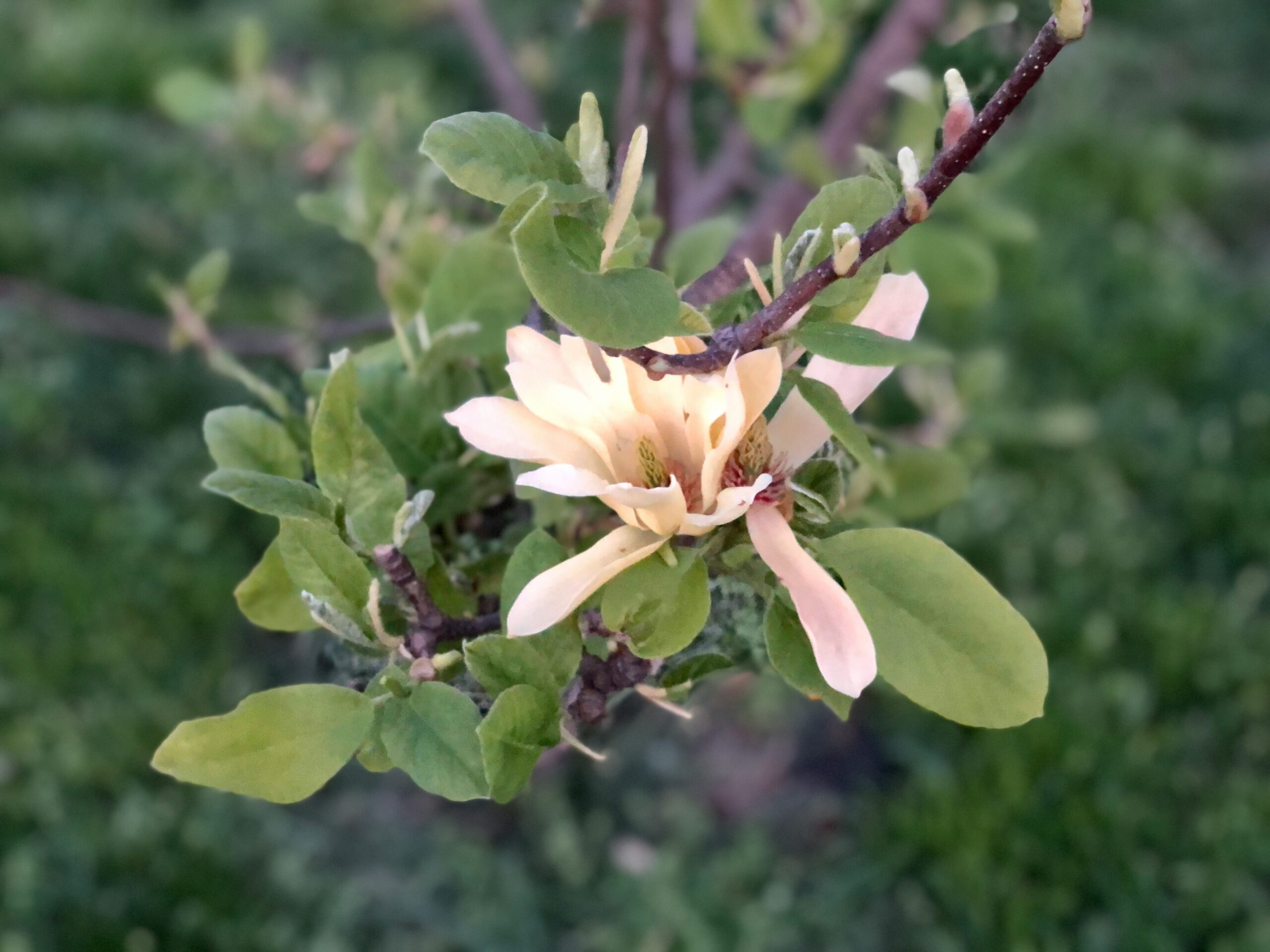 a flower on a plant