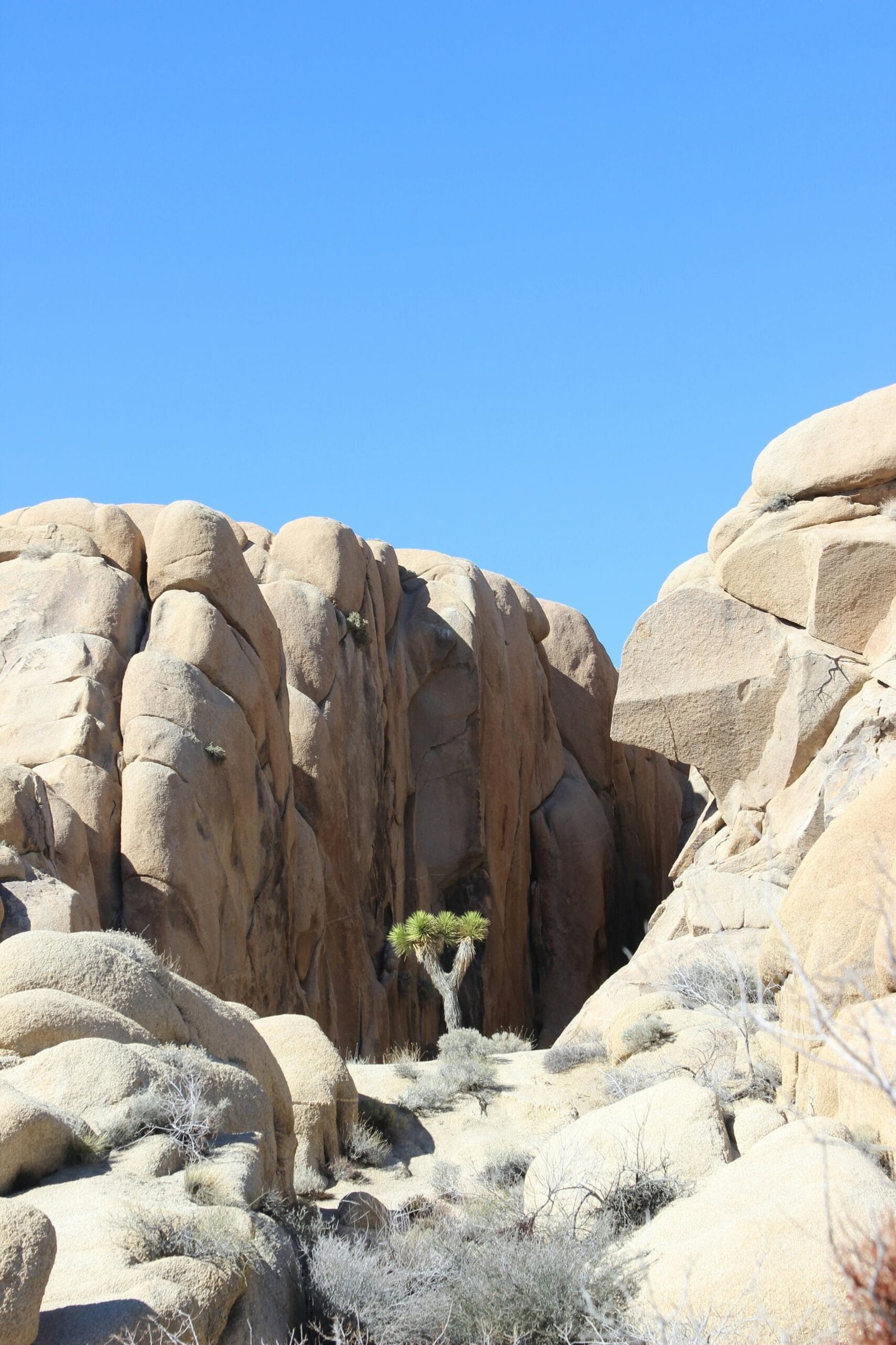 a rocky landscape with a small tree in the middle