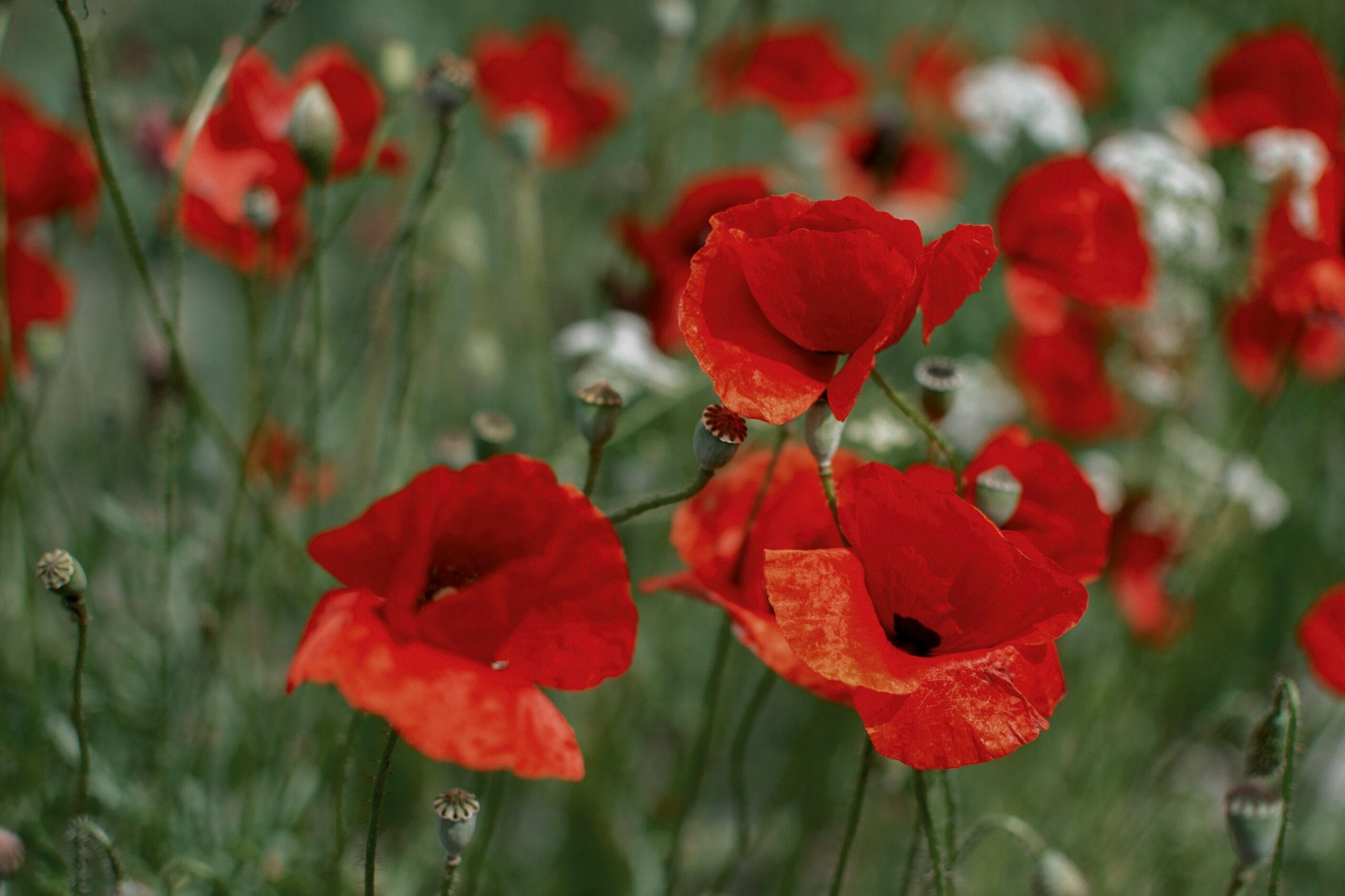 red poppy flower field