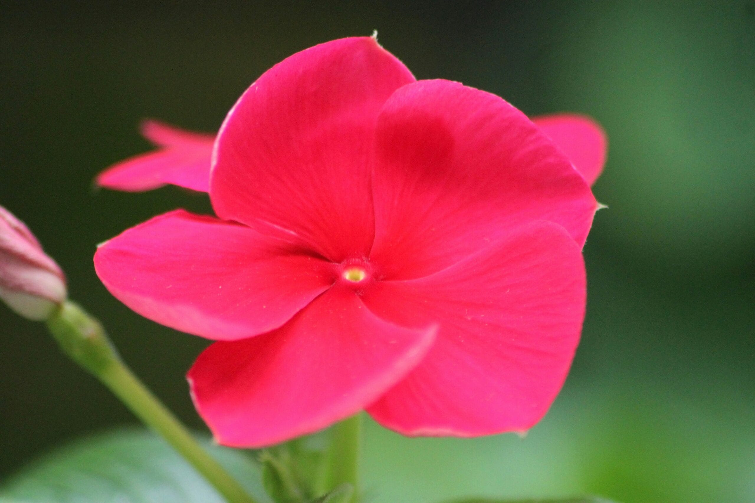 a pink flower with green leaves in the background