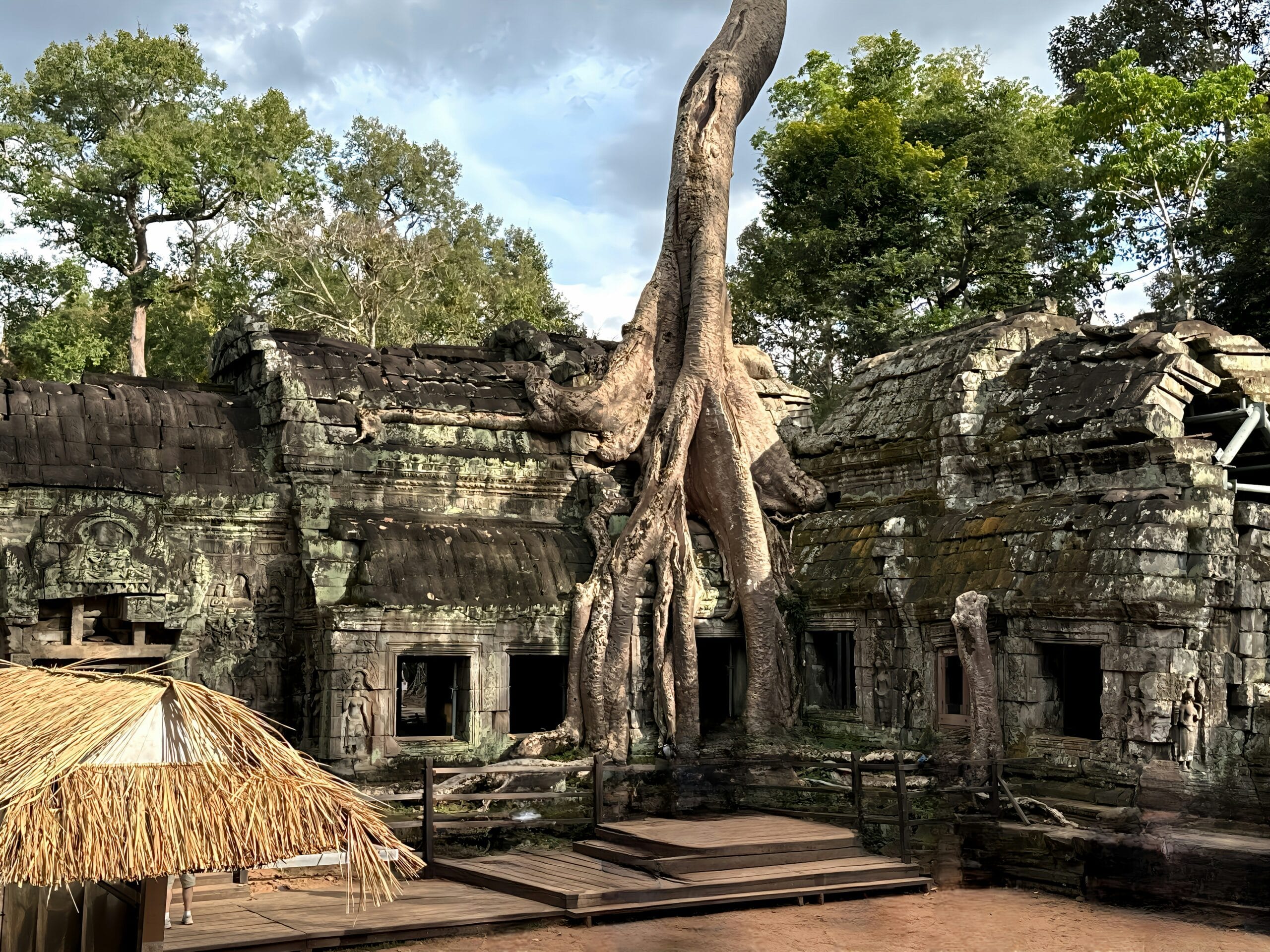 a tree growing over a building in a jungle